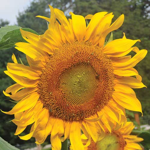 The Marvelous Mammoth Sunflower Seeds: A Guide to Growing and Harvesting Sunflowers