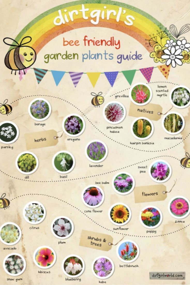 Attracting Bees: The Gardener's Guide to Bee-Friendly Plants