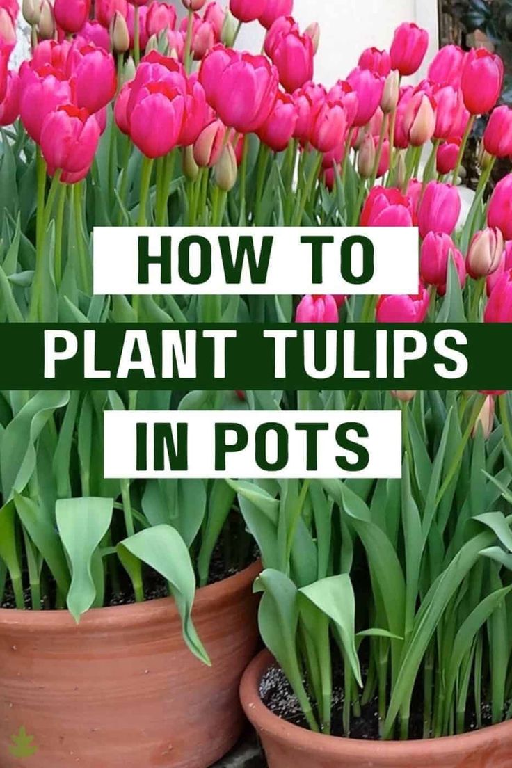 Gardening Guide: How to Successfully Plant Tulip Bulbs in Your Garden