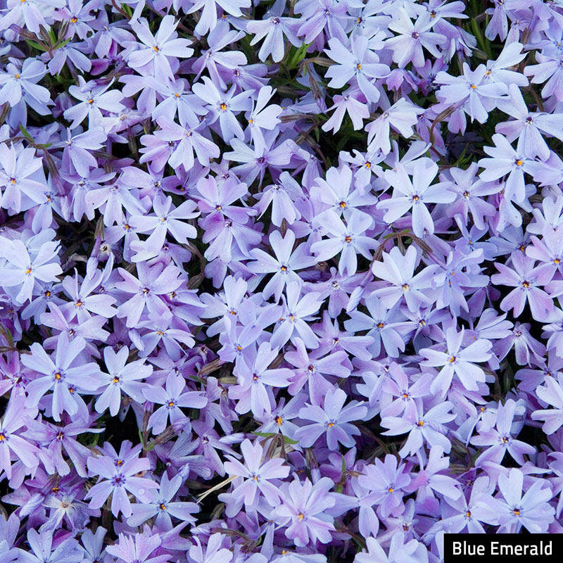 Cultivating Beauty: Exploring Creeping Phlox Seeds for a Lush Garden