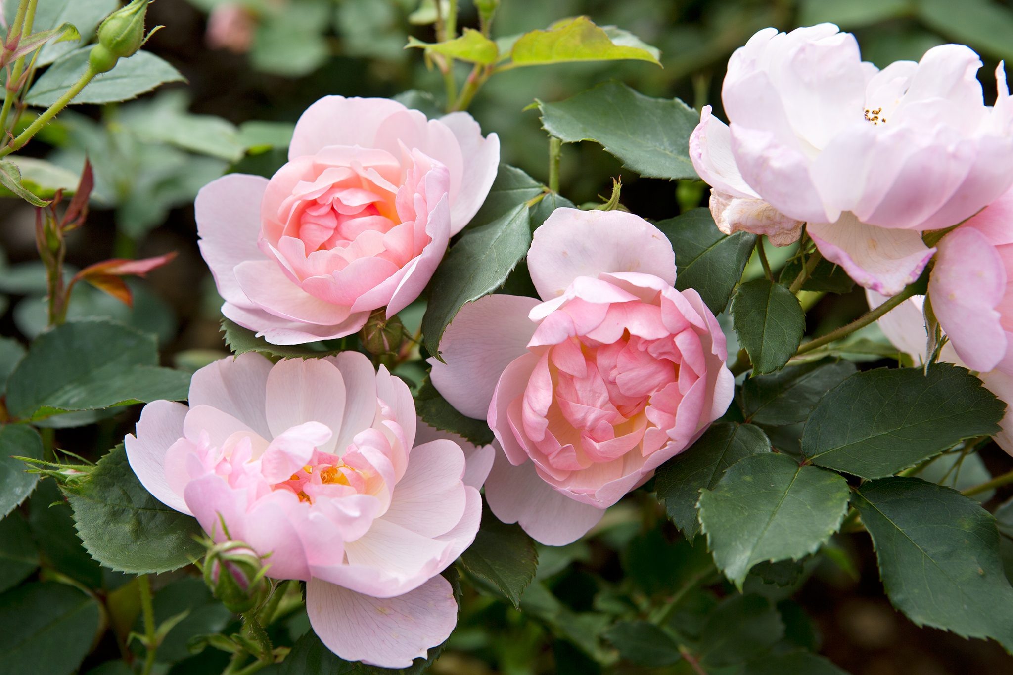 The Beauty of Shrub Roses: A Guide to Growing and Caring for These Stunning Flowers