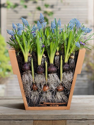 Spring Blossoms: A Guide to Planting Beautiful Bulbs