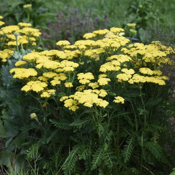 The Vibrant Charm of Yellow Perennial Flowers: A Delightful Addition to Your Garden