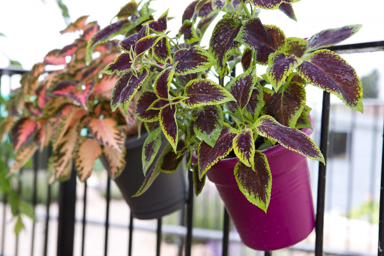 Your Balcony with Beautiful Plants: A Guide to Creating a Serene Outdoor Oasis