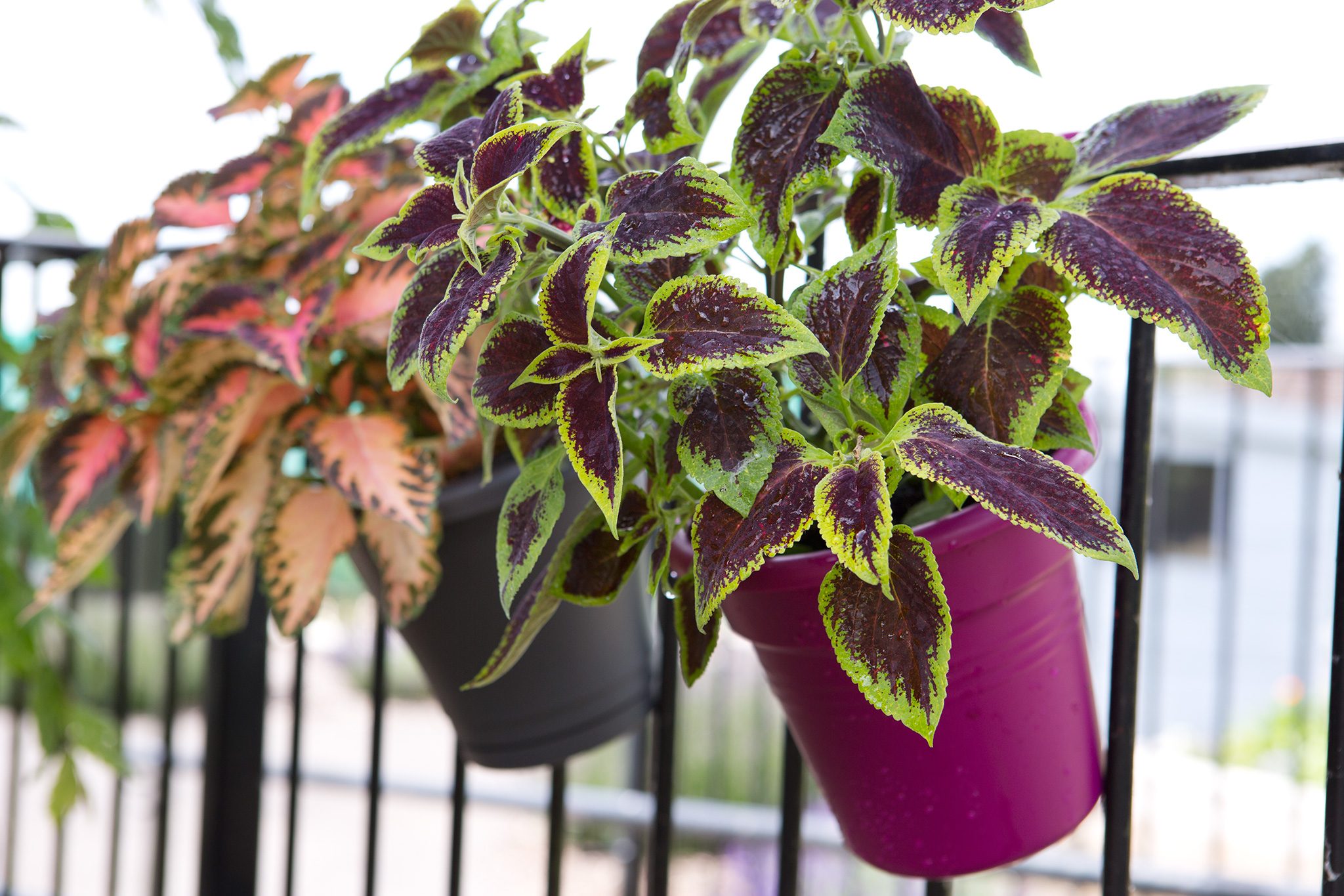 Your Balcony with Beautiful Plants: A Guide to Creating a Serene Outdoor Oasis