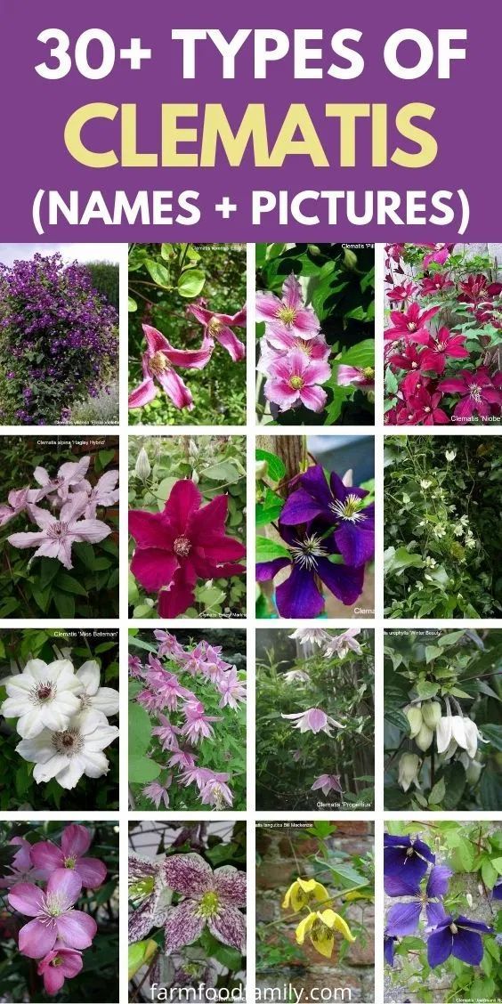 Exploring the Beautiful Diversity of Clematis Varieties: A Guide for Garden Enthusiasts