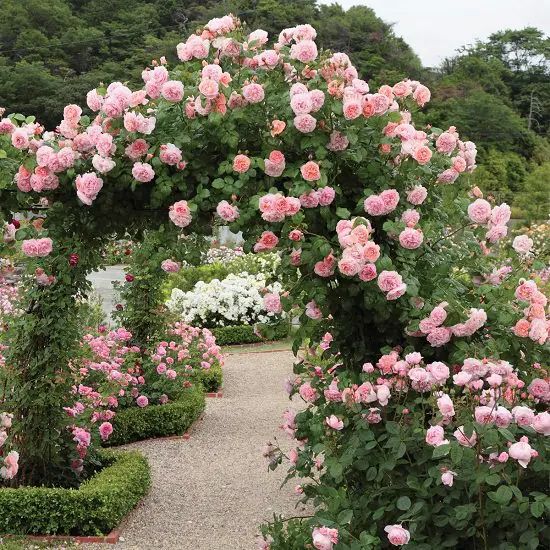 The Beauty of Thornless Climbing Roses: A Guide to Choosing and Caring for Your Perfect Garden Addition