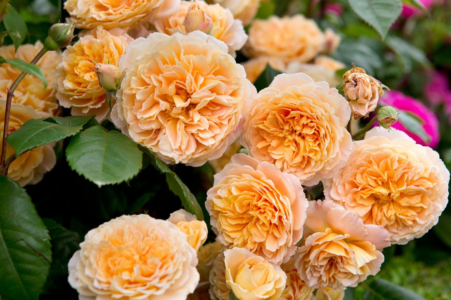 The Splendor of Climbing Roses: A Guide to the Most Gorgeous Varieties for Your Garden