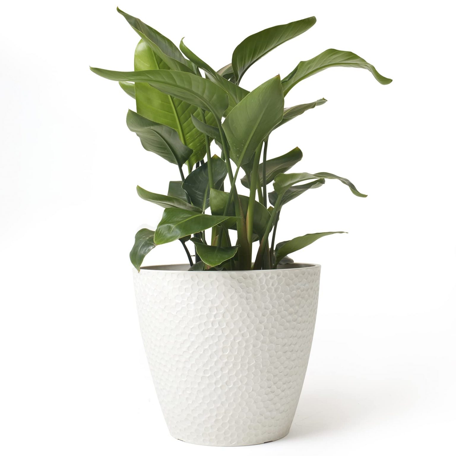 The Perfect Statement: Enhance Your Space with Large Indoor Plant Pots