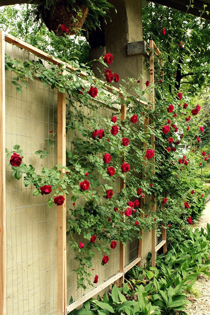 The Beauty of Climbing Rose Trellis: Enhance Your Garden with Stunning Blooms