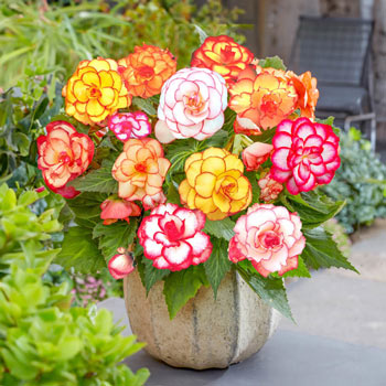 The Beauty of Begonia Bulbs: A Guide to Growing and Enjoying Them