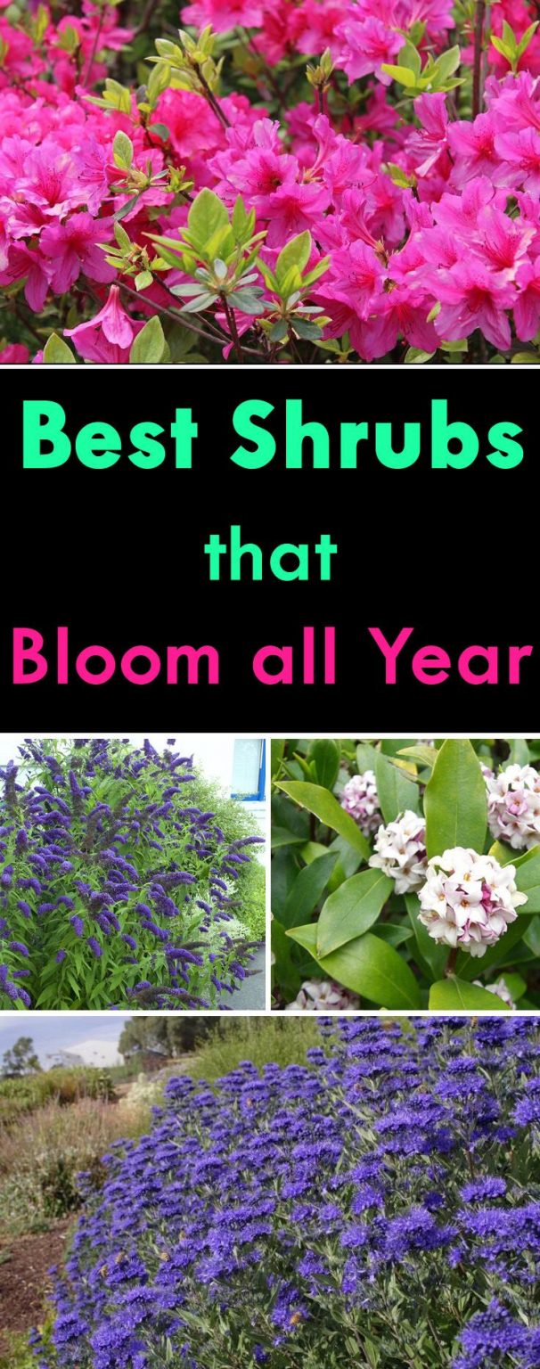 The Beauty of Year-Round Plants: A Guide to a Continuous Blooming Garden