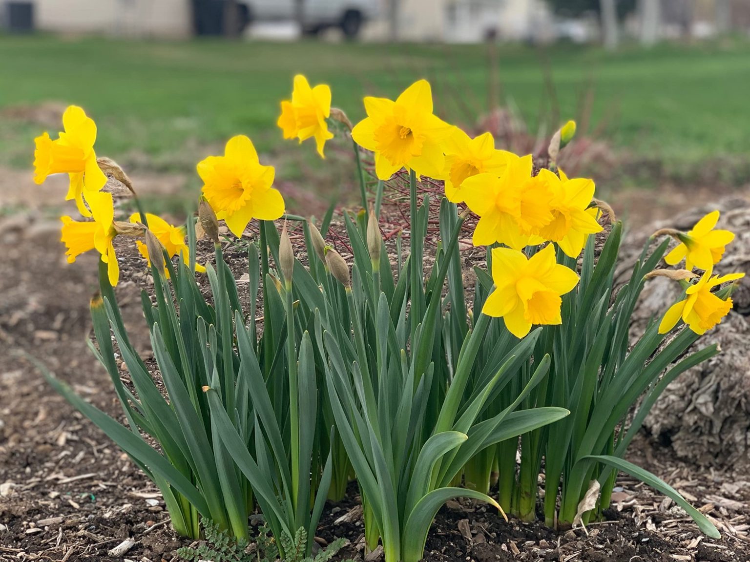 A Guide to Growing Daffodil Bulbs: Tips for a Beautiful Spring Blooming