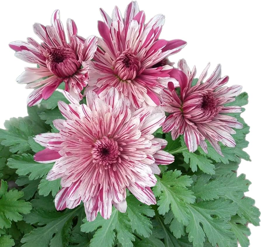 The Beauty of Chrysanthemum Seeds: A Guide to Cultivating Exquisite Blooms