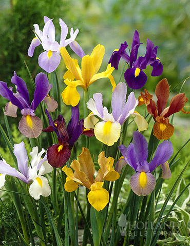 The Beauty and Benefits of Dutch Iris Bulbs: Cultivating a Colorful and Fragrant Garden