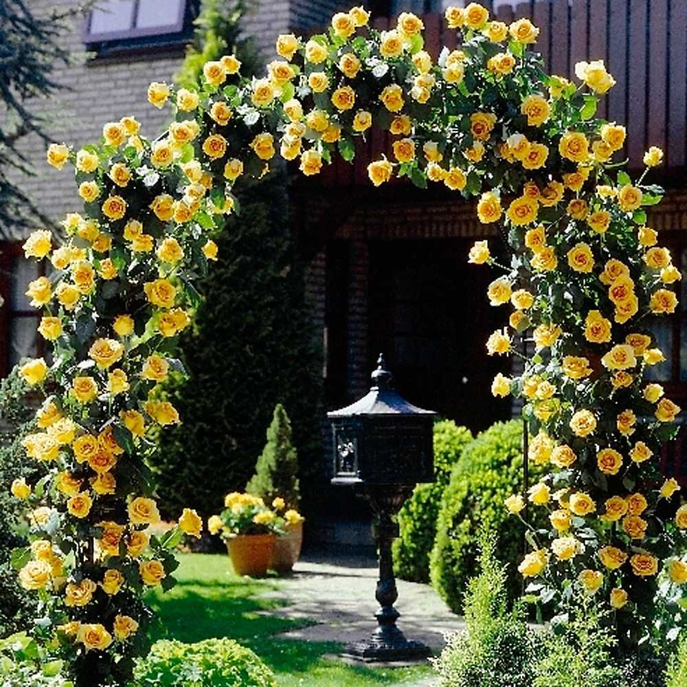 Captivating Beauty of Yellow Climbing Roses: A Guide to Growing and Caring for These Fragrant Delights