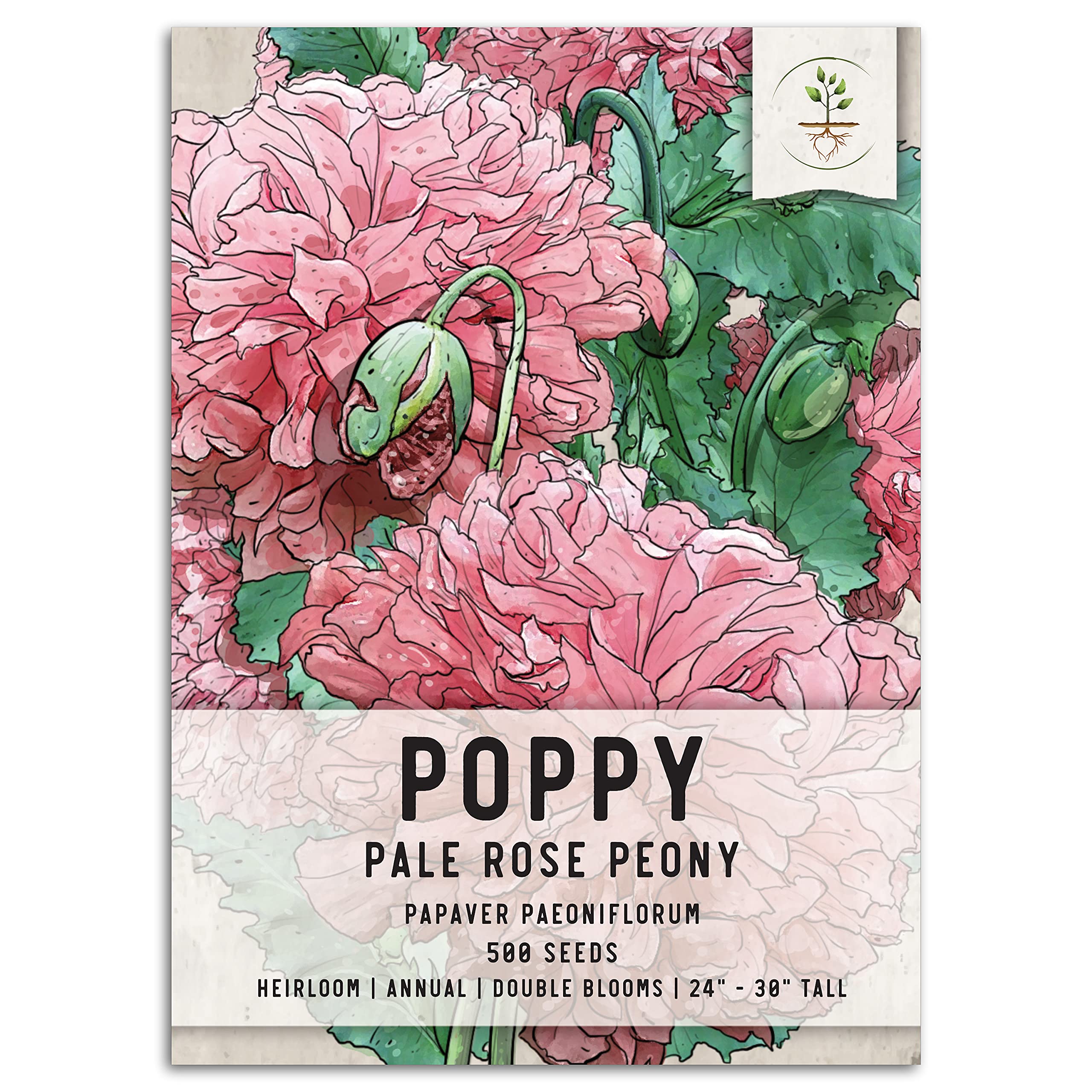 The Journey of Growing Peony Seeds: A Step-by-Step Guide to Cultivating Beautiful Blooms