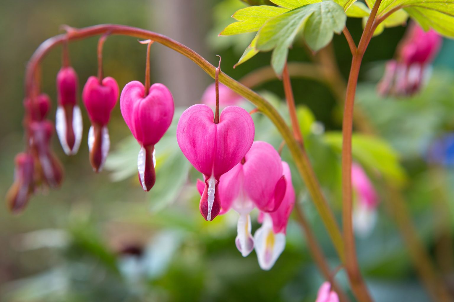 Embracing the Beauty of Shade: Exploring a Colorful Array of Plants That Thrive in Low Light Conditions