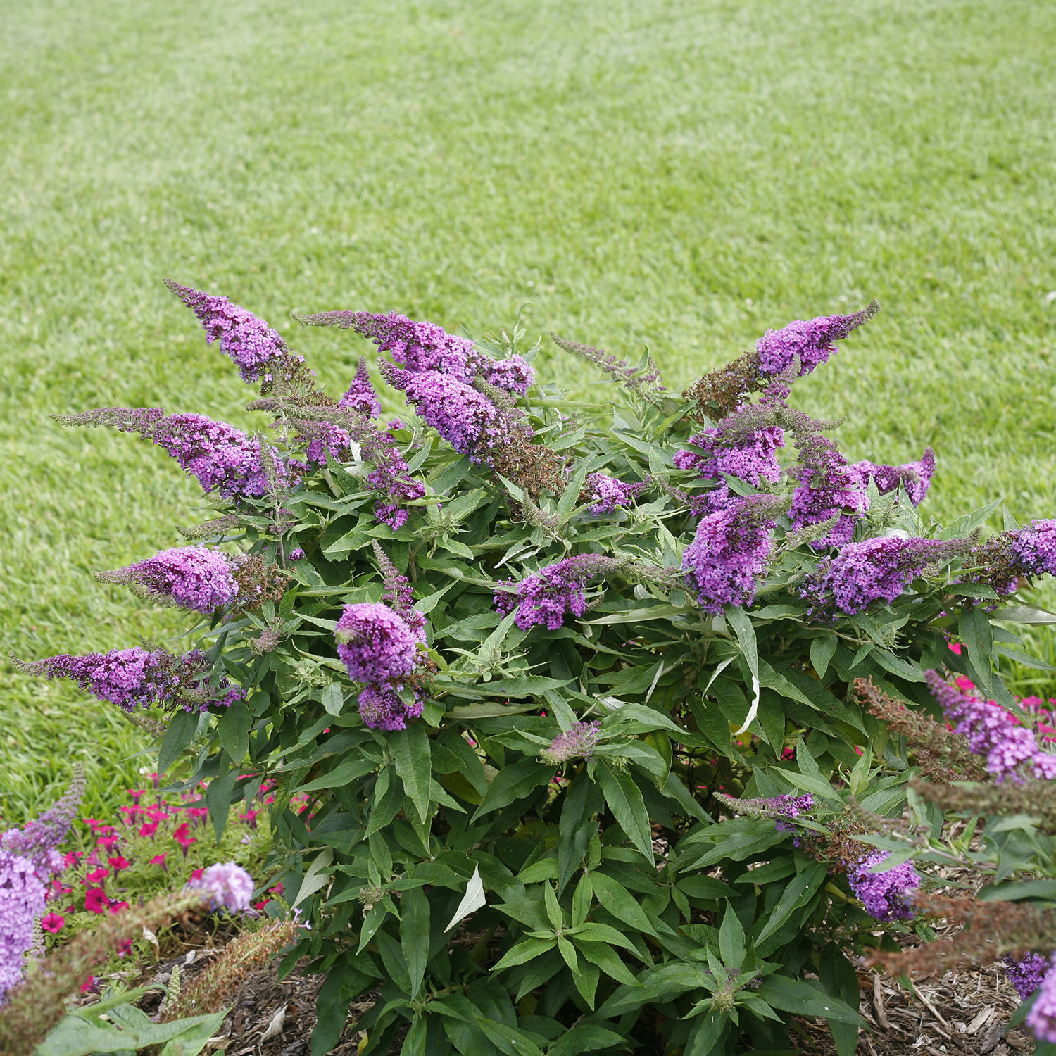 The Beauty of the Pugster Butterfly Bush: A Guide to its Delicate Blooms and Enchanting Nature