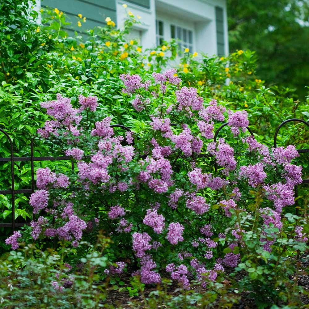 The Blooming Beauty: All You Need to Know about the Bloomerang Lilac Tree