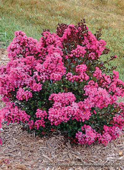 Captivating Small Flowering Shrubs: A Guide to Enhancing Your Garden's Beauty