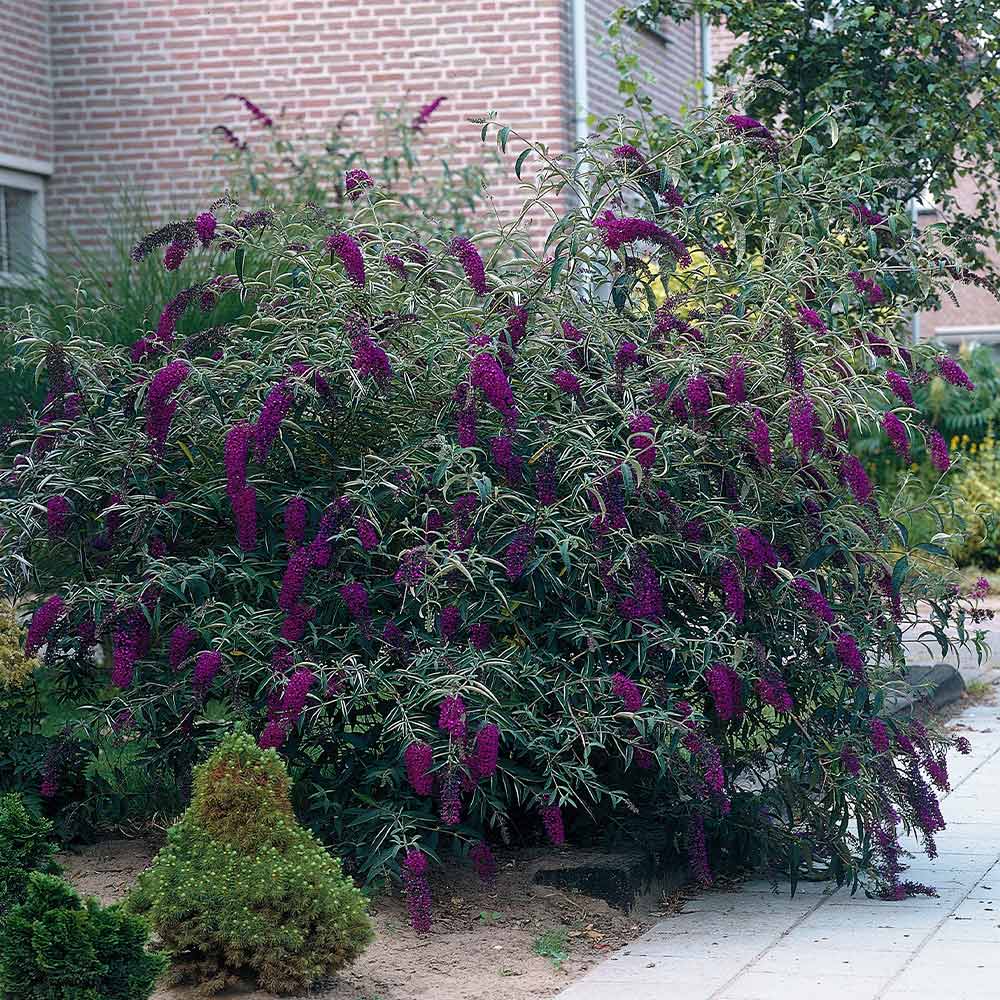 Beautiful Butterfly Bushes for Sale: Adding Natural Charm to Your Garden