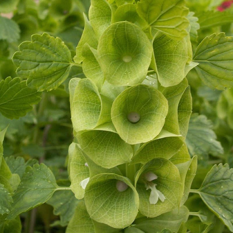 The Natural Beauty and Growing Tips of Bells of Ireland Seeds