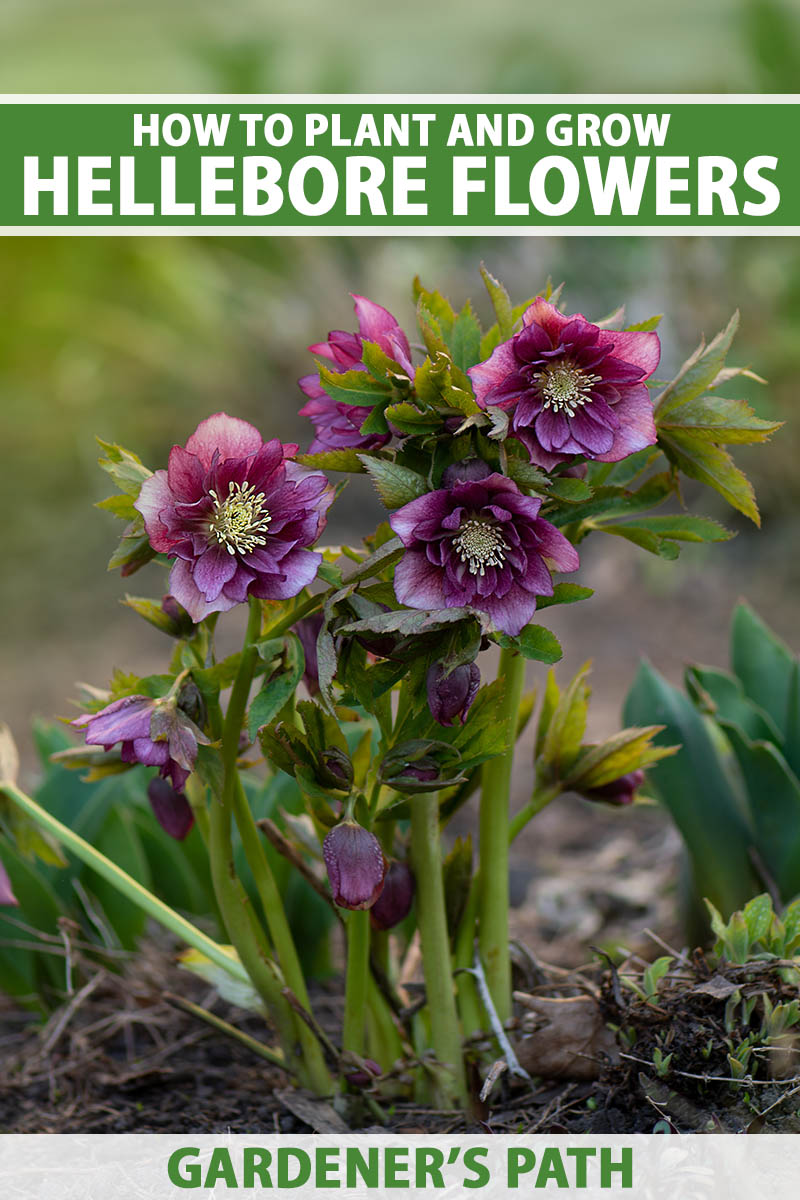 The Enchanting Beauty of Hellebore: A Guide to Growing and Caring for This Gorgeous Plant