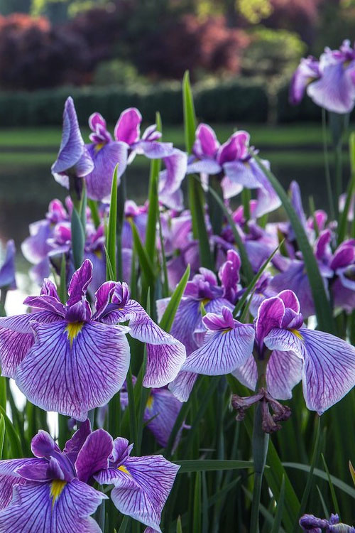 Iris Plants for Sale: A Guide to Choosing the Perfect Additions for Your Garden