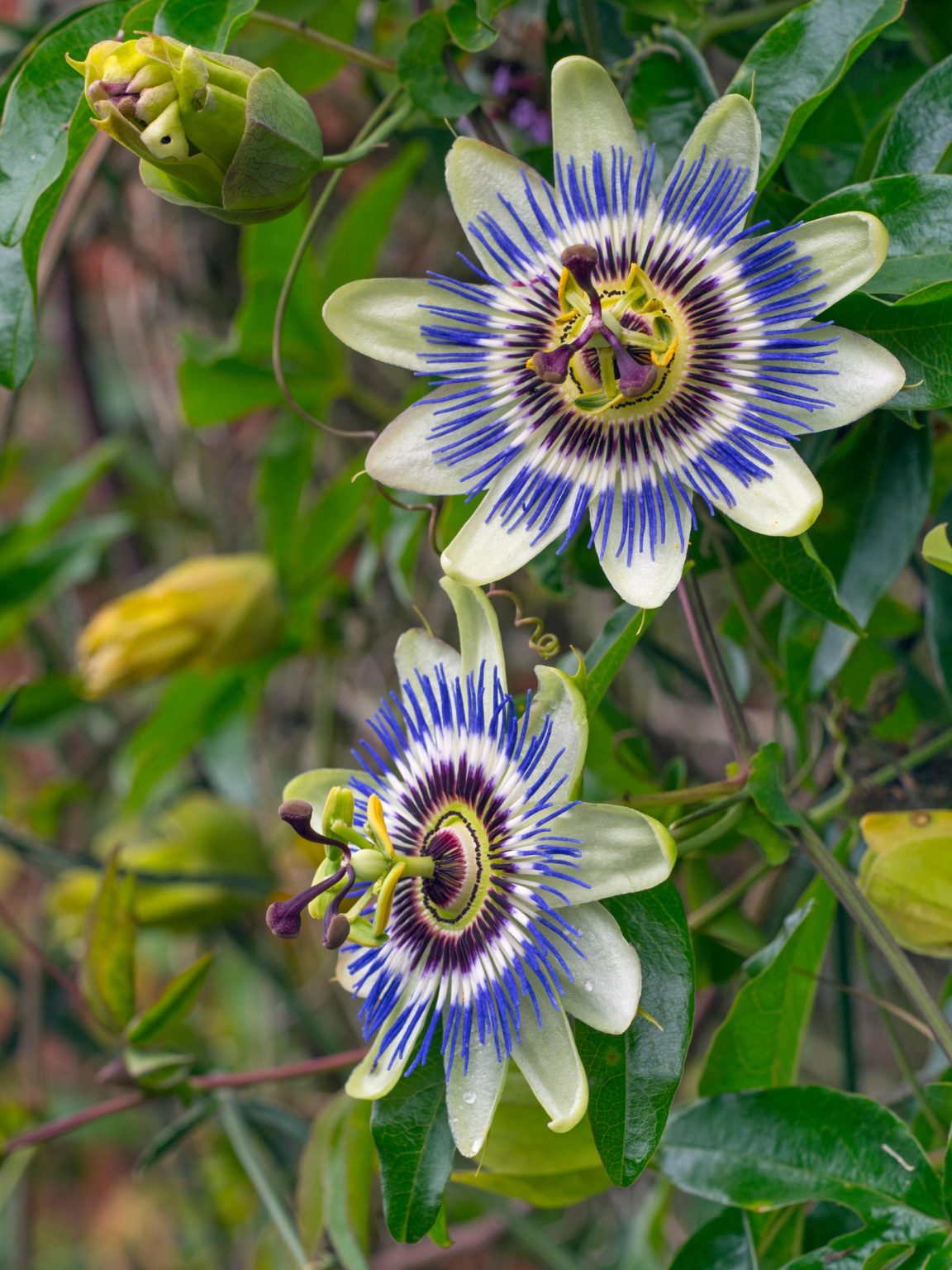 The Marvelous World of Passion Flower Vine: Exploring its Beauty and Benefits