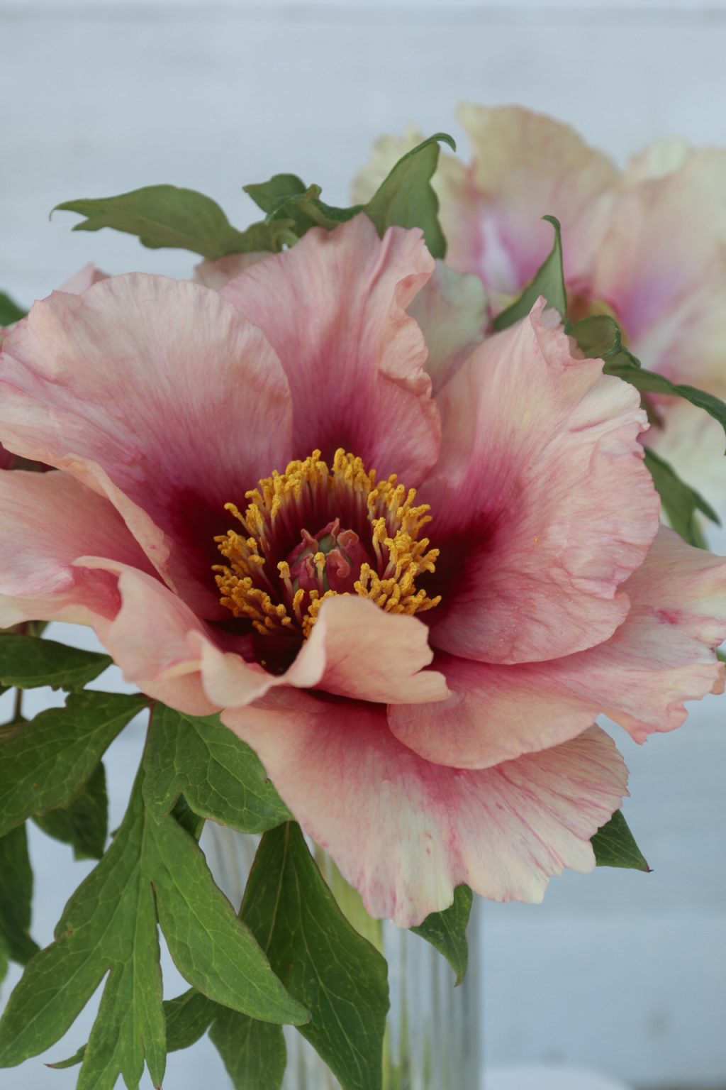 Exploring the Beauty of Tree Peonies: A Guide to Finding the Perfect Tree Peony for Sale