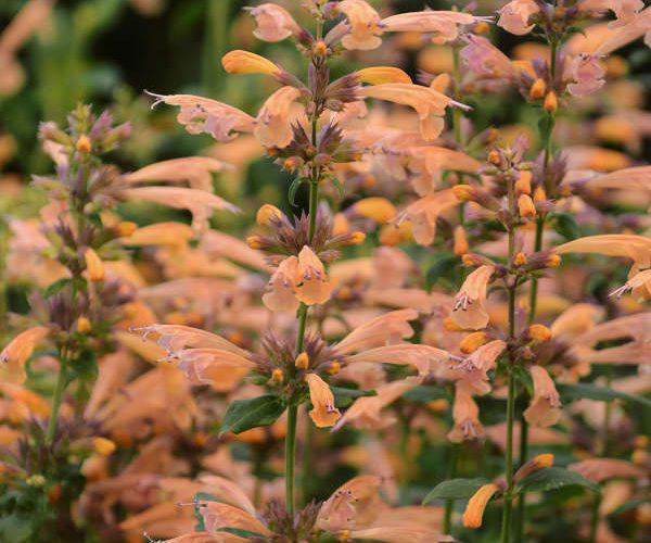 The Beauty and Benefits of Hummingbird Mint Plant: A Natural Delight for Garden Enthusiasts