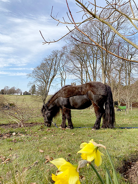 Meadow Musings: Embracing the Enchanting Beauty of a Garden