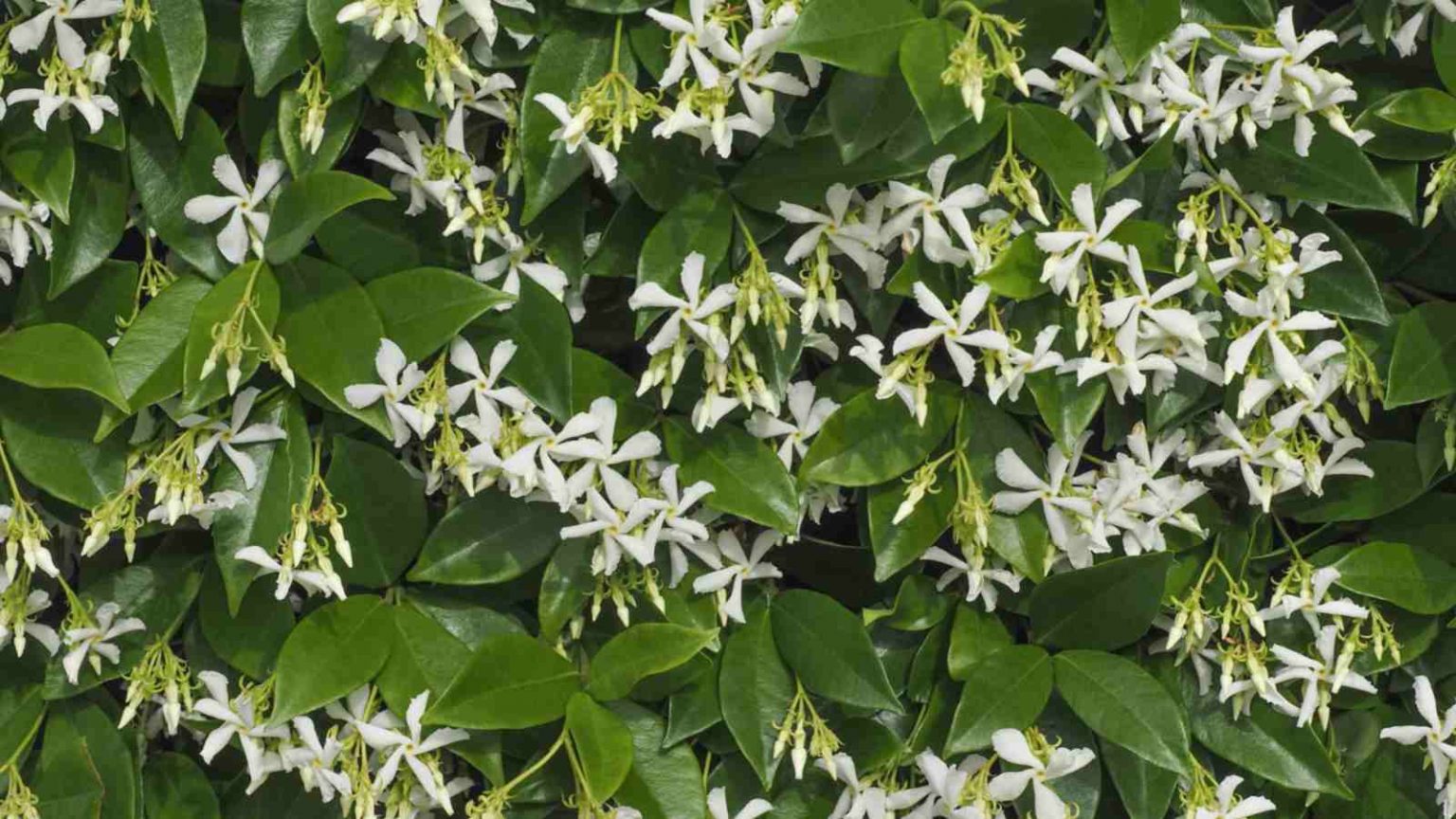 The Aromatic Beauty: Exploring the Enchanting Star Jasmine Plant