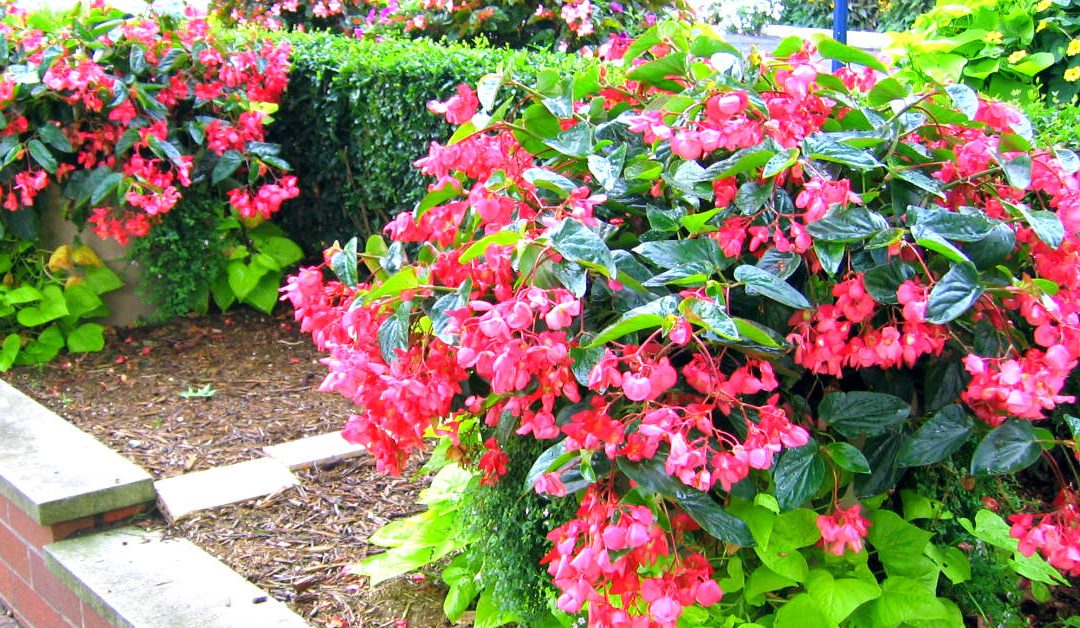 A Complete Guide to Growing Trailing Begonias: Tips and Techniques