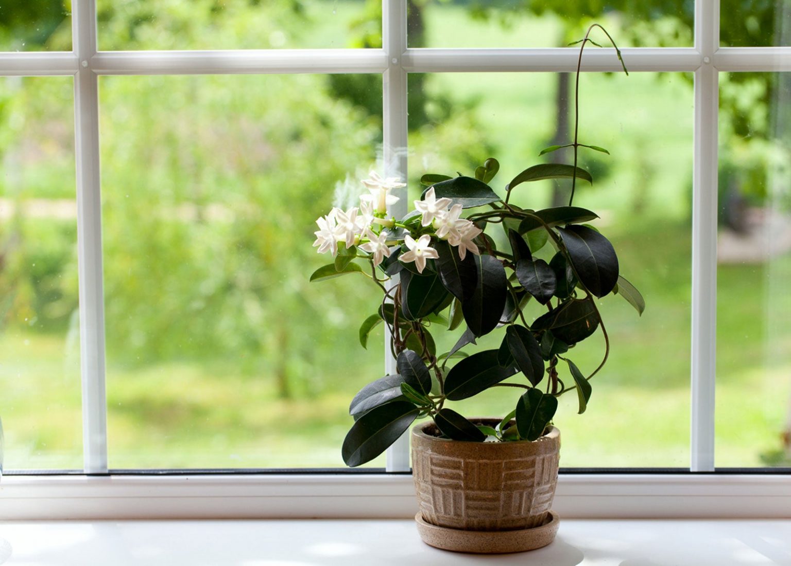 Creating a Lush Indoor Oasis with Fragrant Jasmine Plants