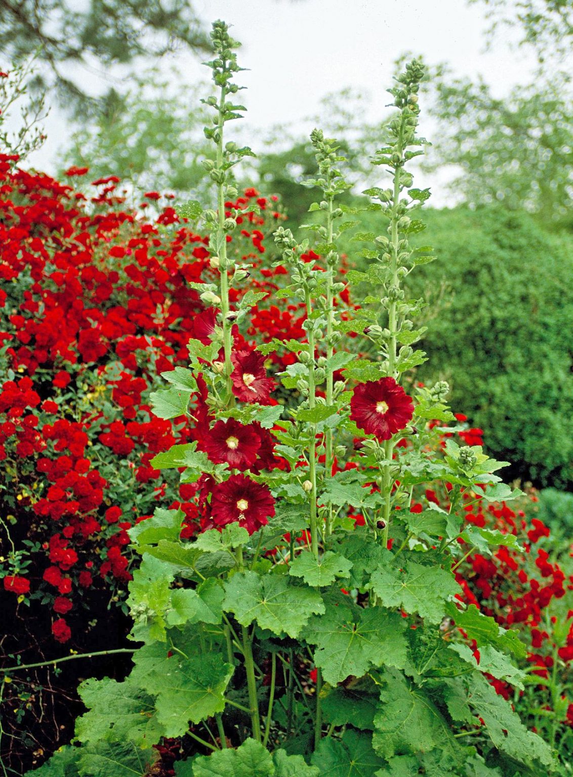 The Beauty of Hollyhock Plants: A Guide to Cultivating and Enjoying These Stunning Flowers