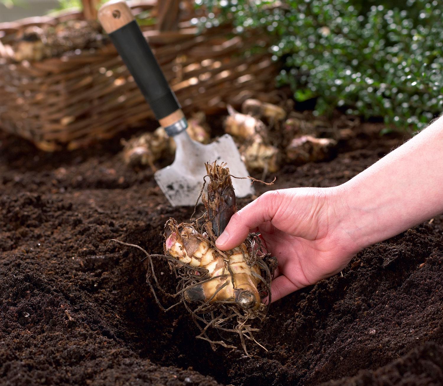 The Fascinating Journey of Canna Lily Bulbs: A Gardener's Tale