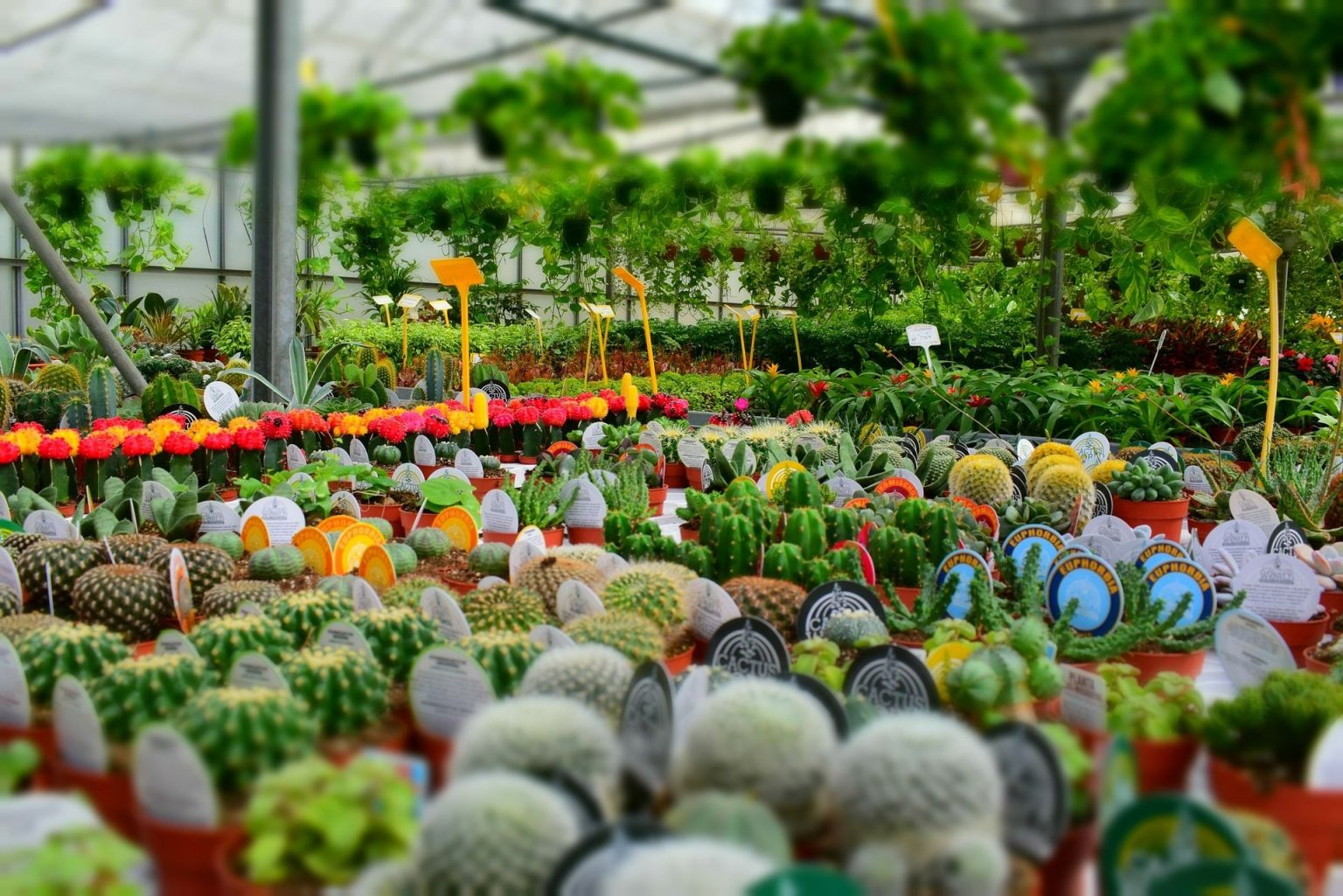 Exploring Local Plant Nurseries: A Guide to ing Near Me