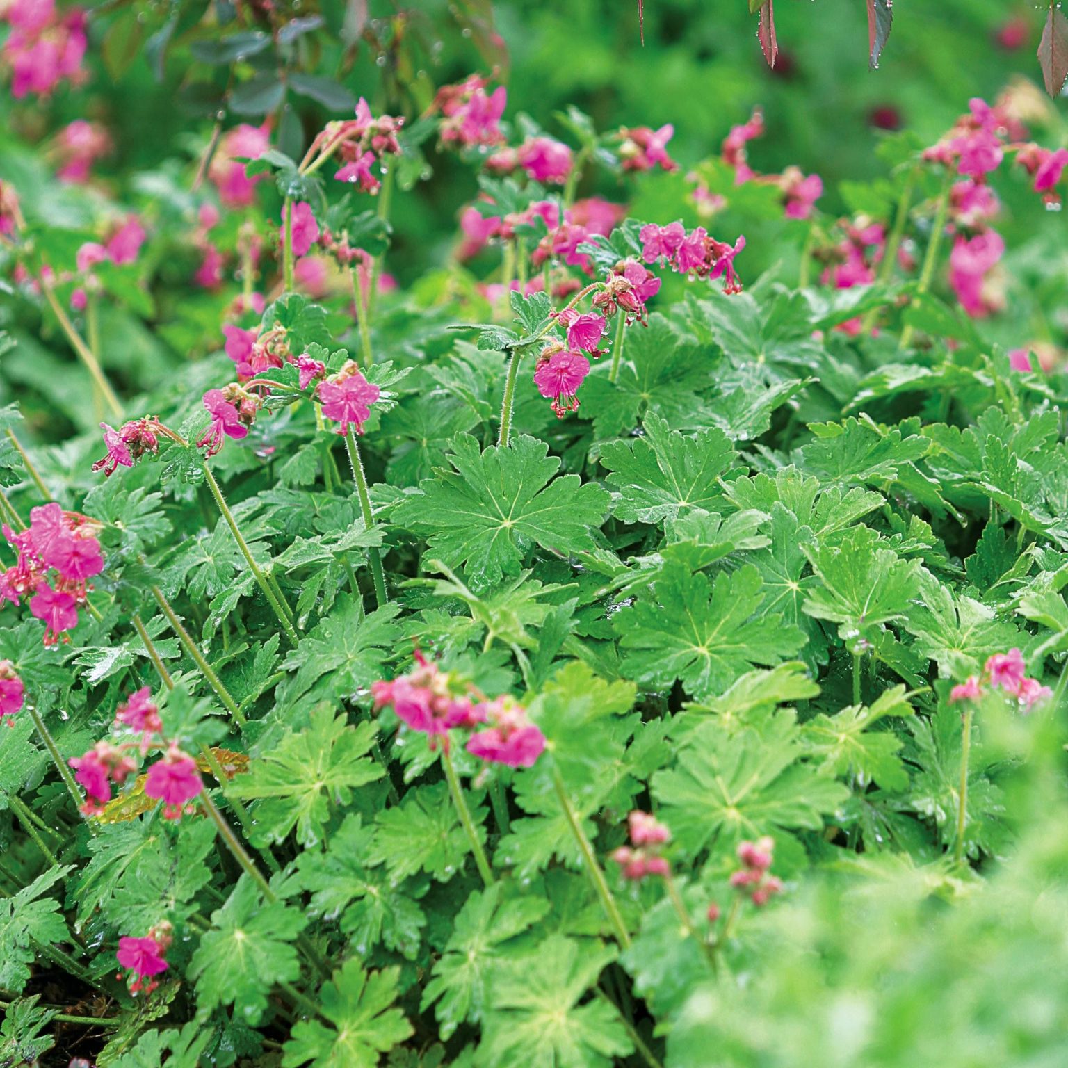 The Blooming Beauty of Perennial Geranium: A Guide to Growing and Caring for These Delightful Flowers