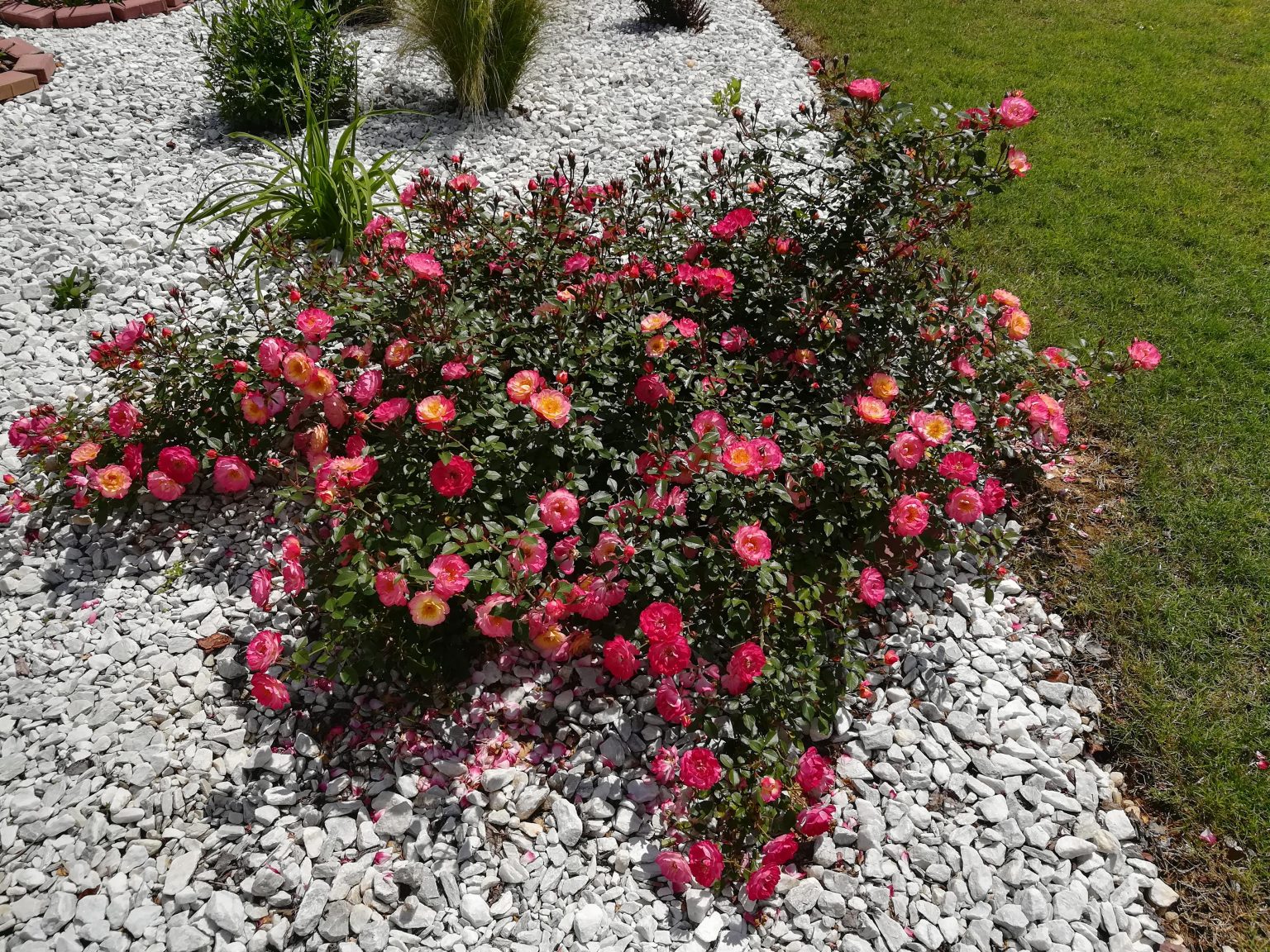 The Beauty and Benefits of Ground Cover Roses: A Guide to Enhancing Your Garden