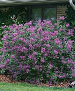 Top Flowering Bushes for Thriving in Full Sunlight: A Guide to Beautiful Blooms