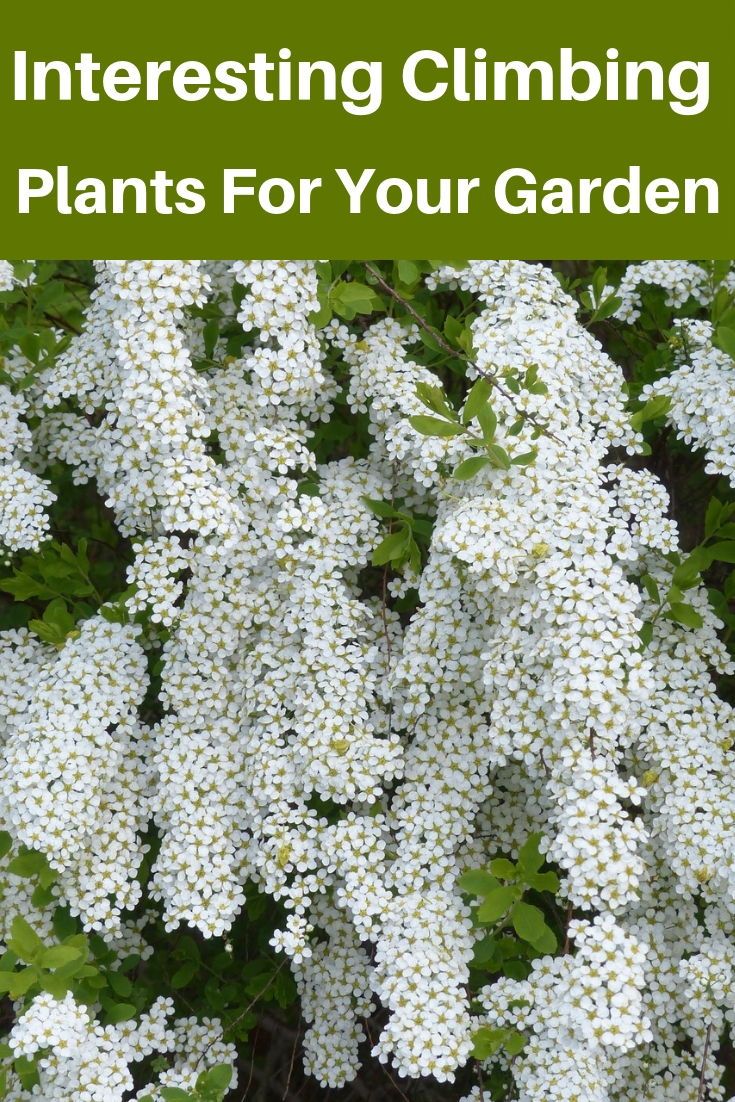 The Beauty and Benefits of Evergreen Climbing Plants for Your Garden