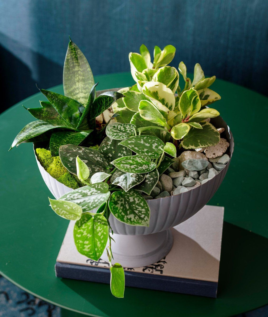 Dish Garden Delights: The Perfect Plants for a Beautiful Indoor Oasis