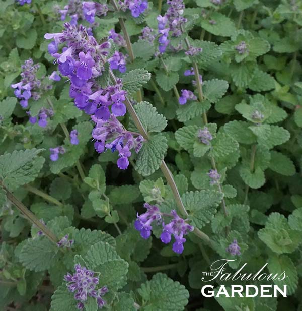 The Natural Benefits of Catmint: A Guide to Growing and Caring for this Beloved Plant