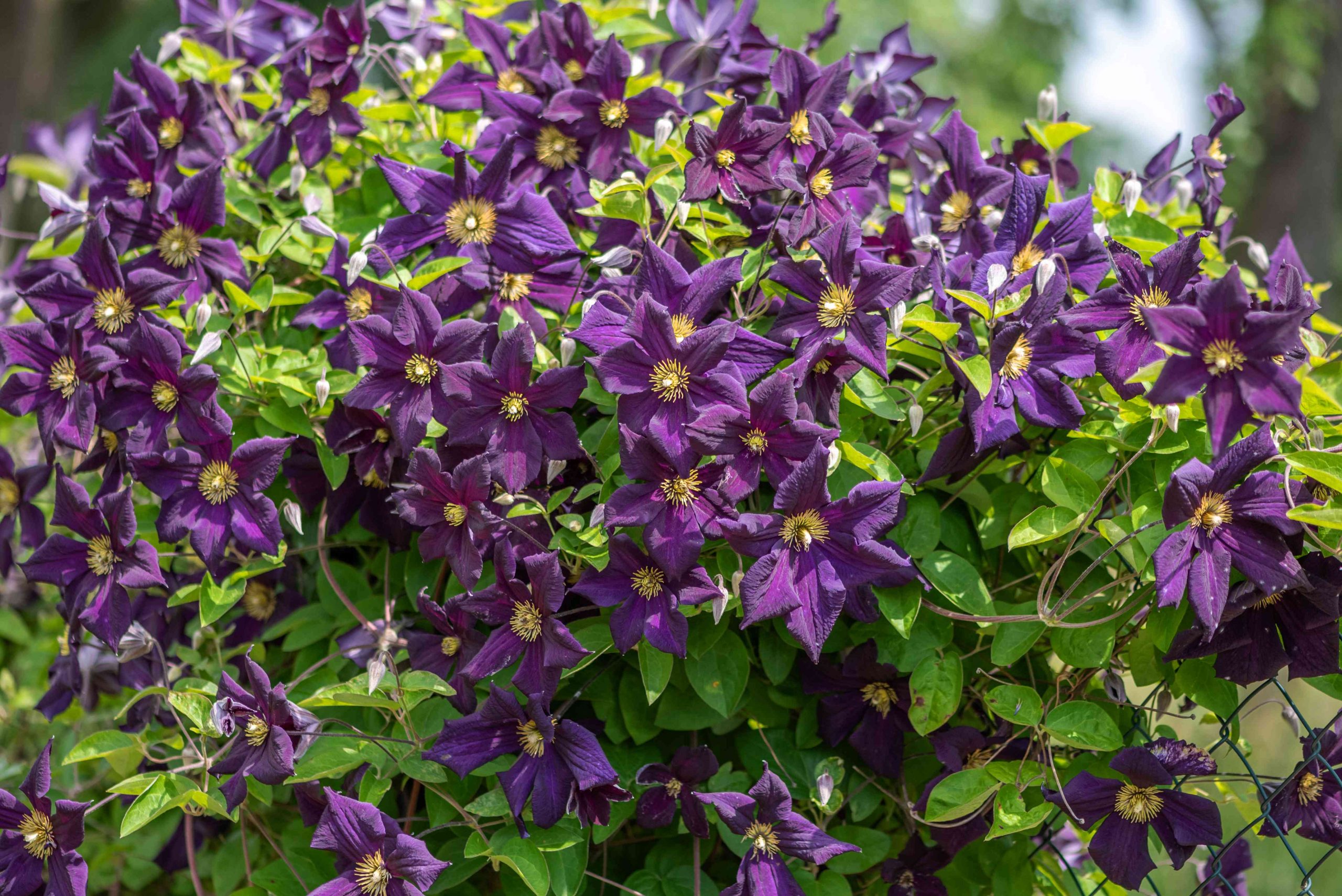 The Enchanting Beauty of Clematis Flowers: A Comprehensive Guide for Garden Enthusiasts