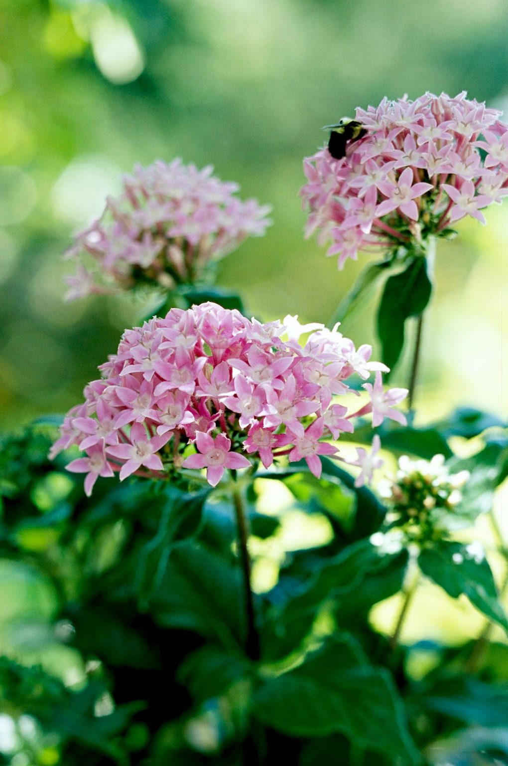 Embrace the Beauty of Outdoor Flowers: A Guide to Nurturing and Enjoying Nature's Blooms