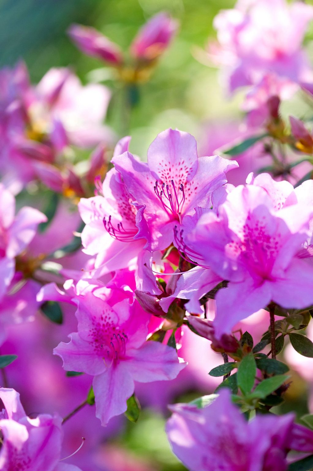 The Beauty of Evergreen Flowering Shrubs: A Guide to Year-Round Blooms