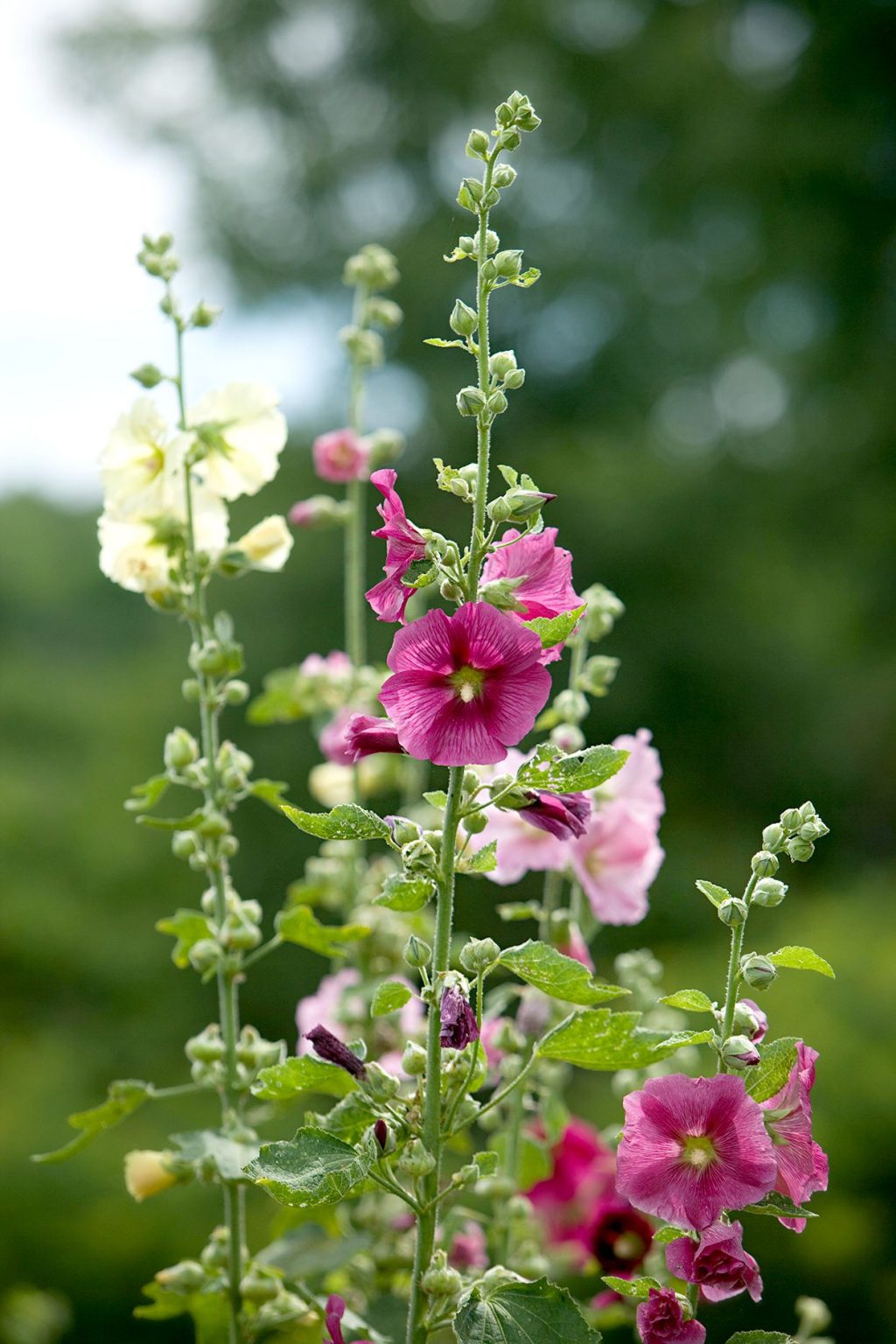 Standing Tall: A Guide to Beautiful Perennial Flowers for Your Garden