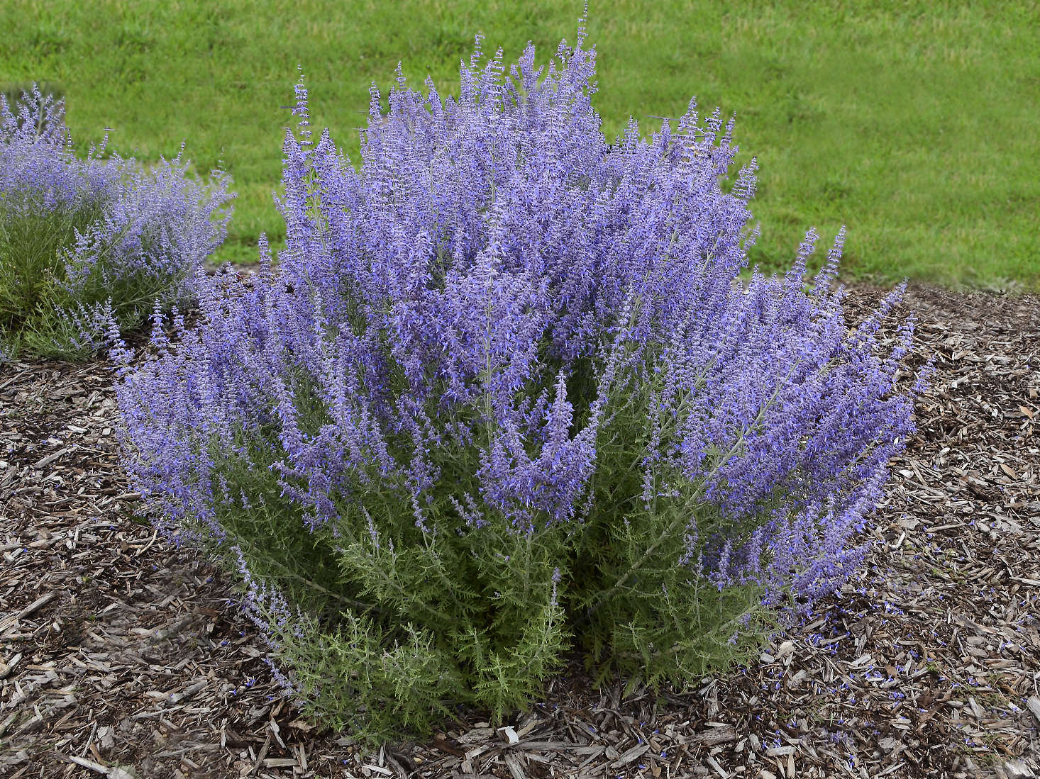 The Beauty and Benefits of the Russian Sage Plant: A Guide to Cultivating and Enjoying this Stunning Perennial